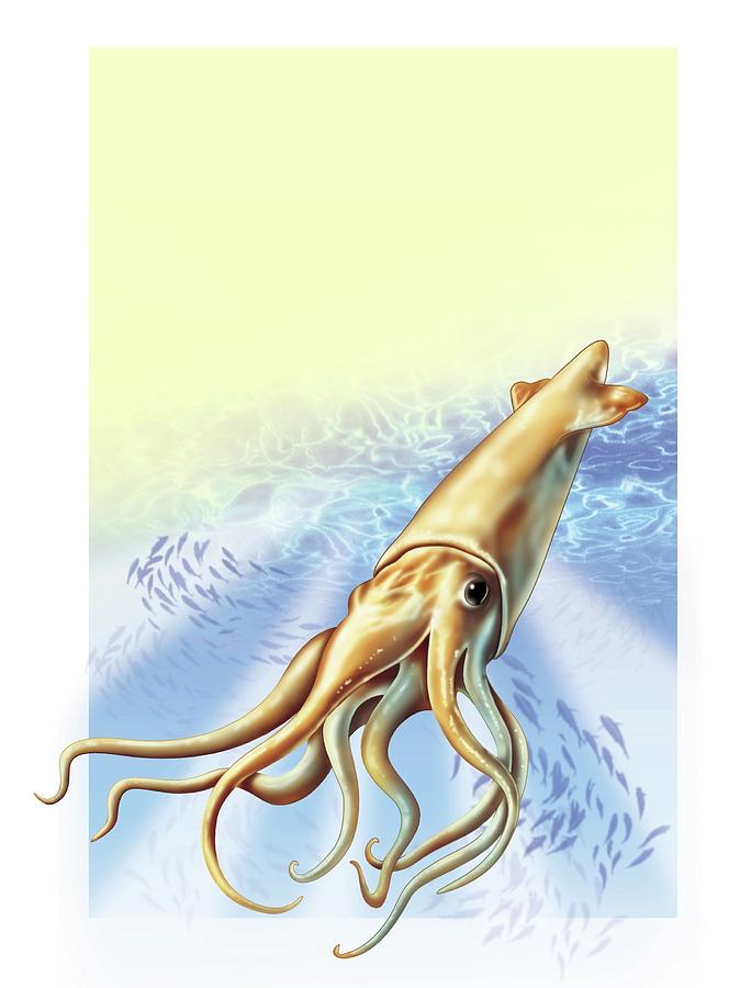 Squid. Digital Art by Album
