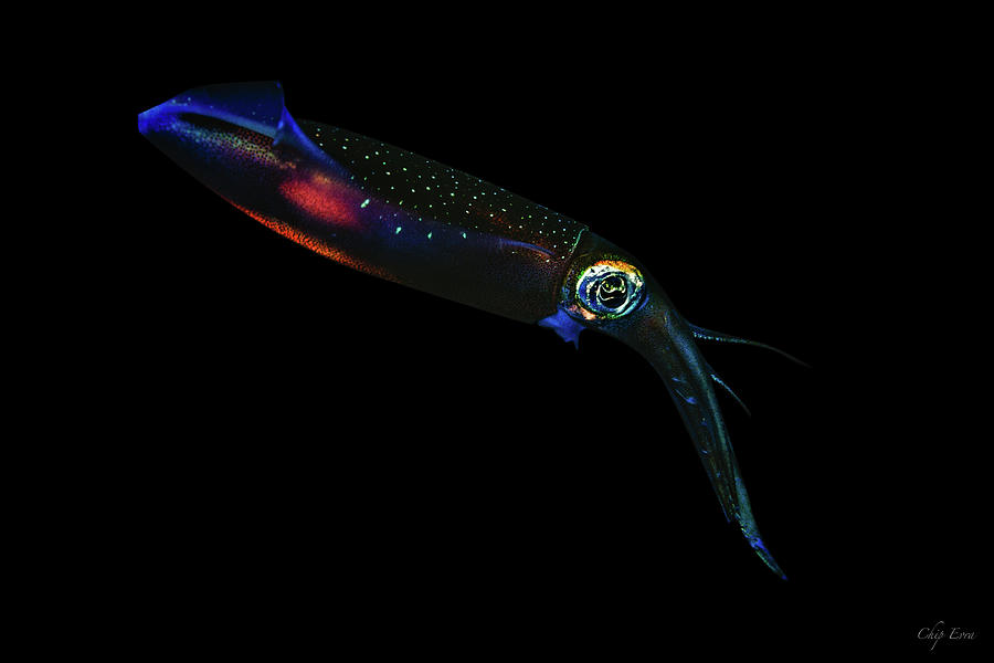 Squid Photograph by Chip Evra