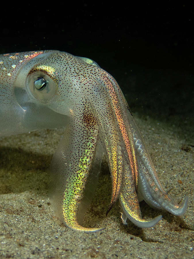 Squid face Photograph by Brian Weber