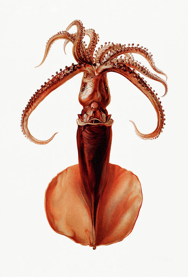 Octopus Drawing - Squid by Mango Art