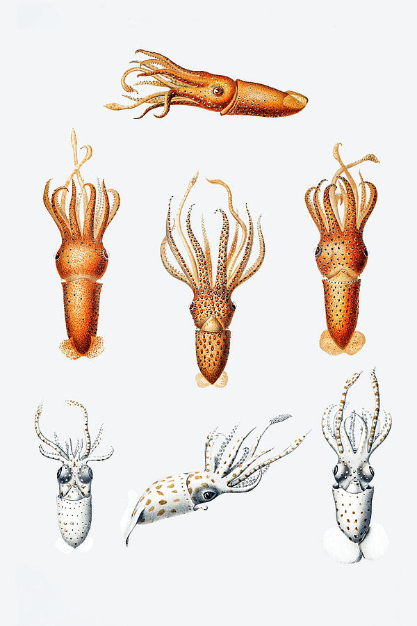 Nature Drawing - Squid varieties by Mango Art