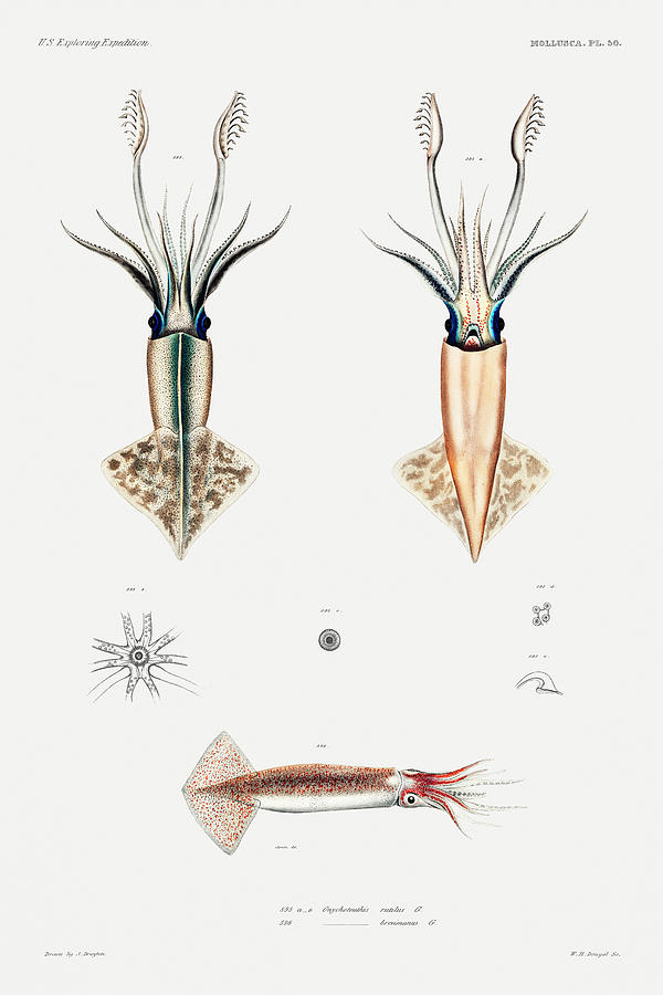 Squid Varieties - Vintage Marine Life Art 3 Digital Art by Bellavista ...