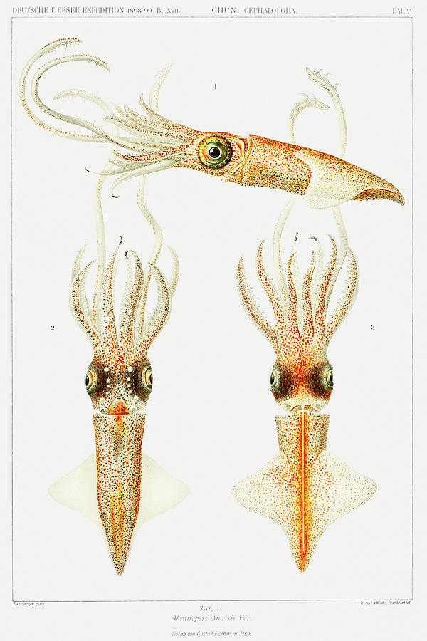 Squid - Vintage Marine Life Illustration Digital Art by Bellavista ...