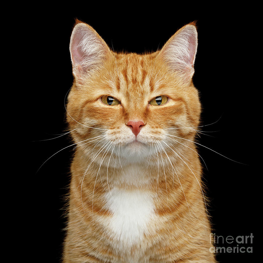 Squinting ginger cat Photograph by Sergey Taran