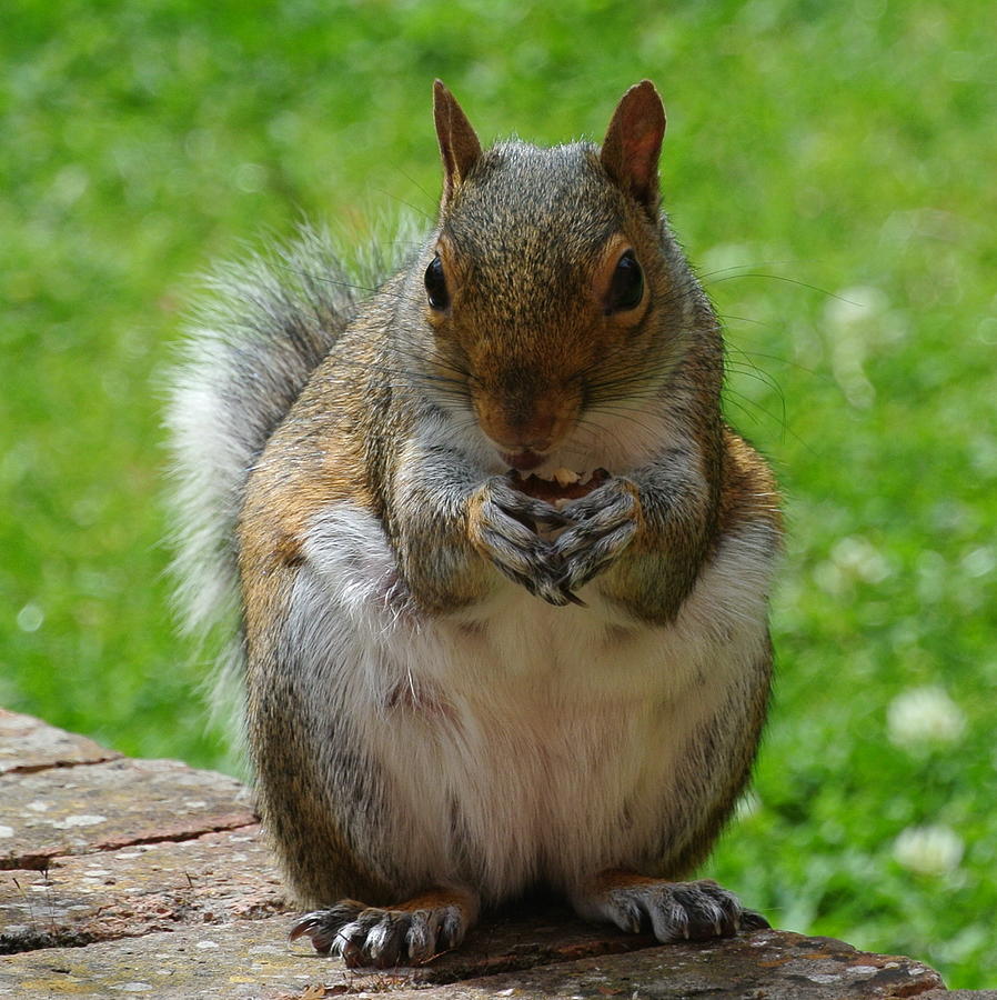 Squirrel 1 SQ Photograph by Lynne Iddon - Fine Art America