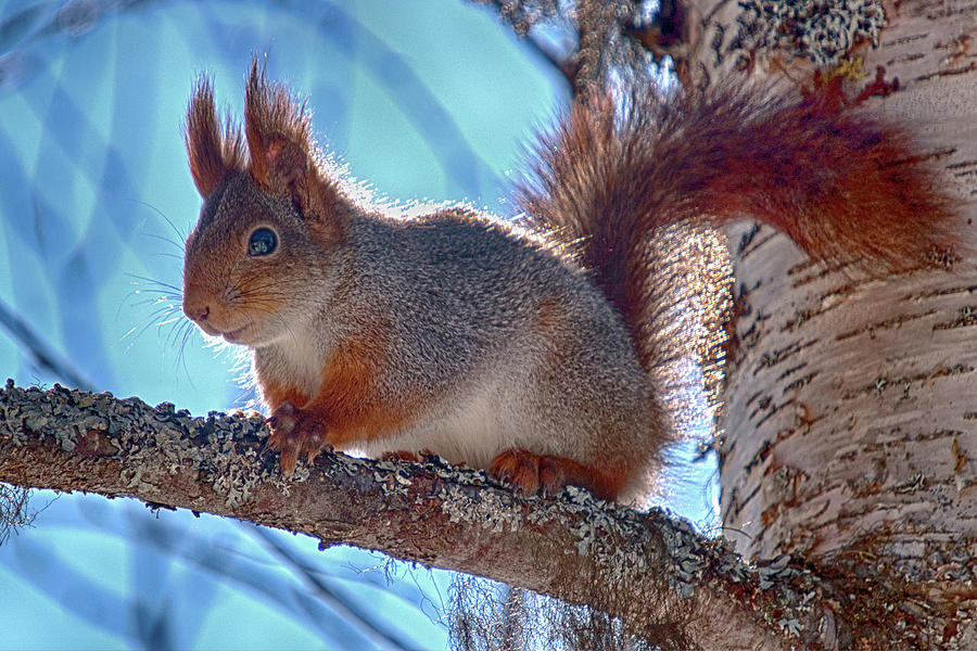 Nature Photograph - Squirrel 1 by Torfinn Johannessen