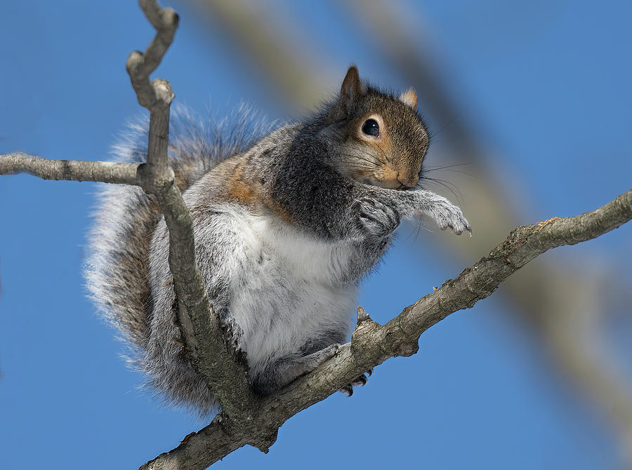 Squirrel #1 Photograph by Wade Aiken