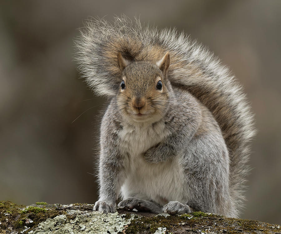 Squirrel #3 Photograph by Wade Aiken