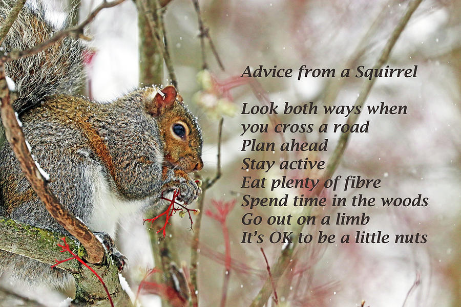Squirrel Advice Photograph by Debbie Oppermann