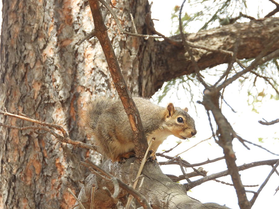 Squirrel Photograph by Amanda R Wright
