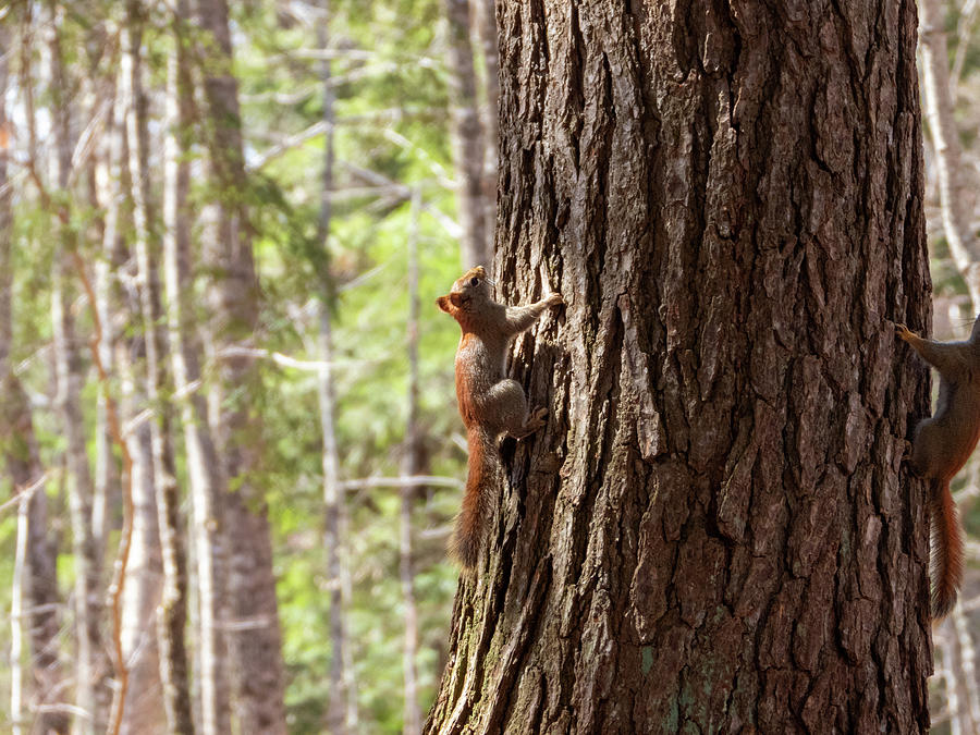Squirrel And A Tree Photograph