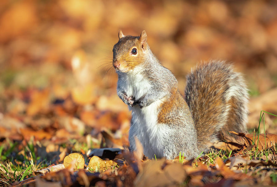 Squirrel And Autumn Colors Photograph by Jordan Hill