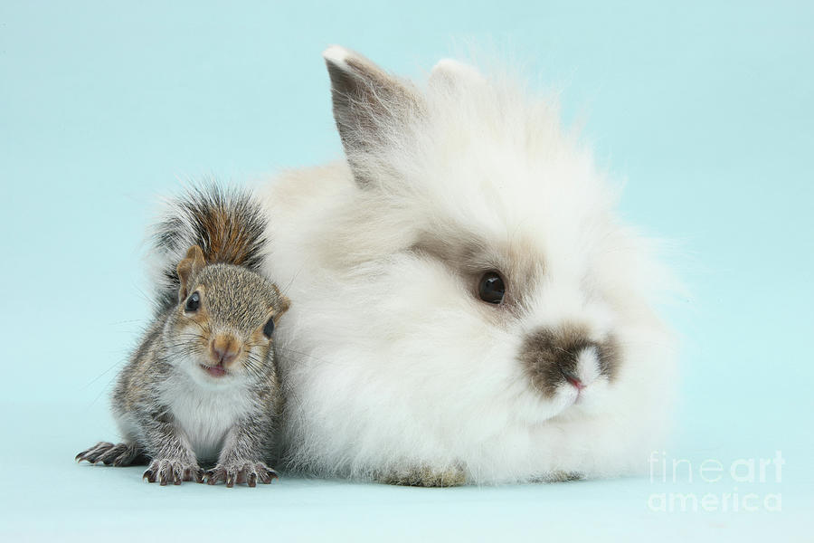 Squirrel and Fluffy Bunny Photograph by Warren Photographic