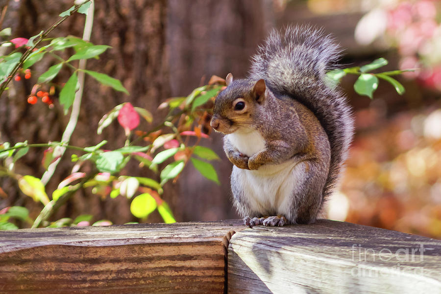 Squirrel At Attention Photograph by Jennifer White