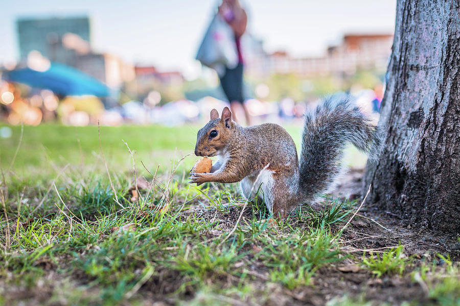 Squirrel At Boston Common Eating Acorn Photograph by William Maine ...