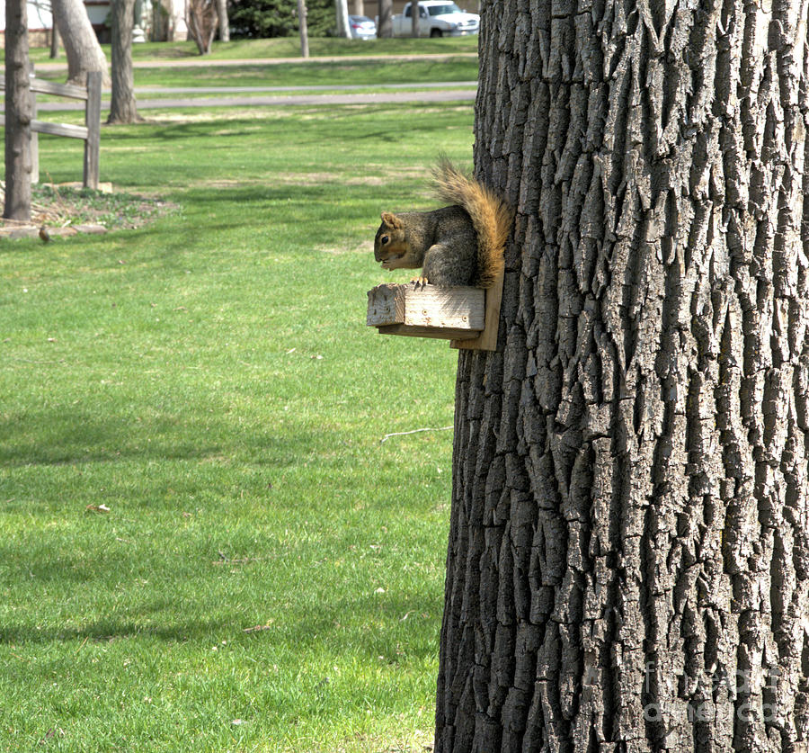 Squirrel at Feed Box Photograph by Kae Cheatham Squirrel at Feed Box Photograph by Kae Cheatham