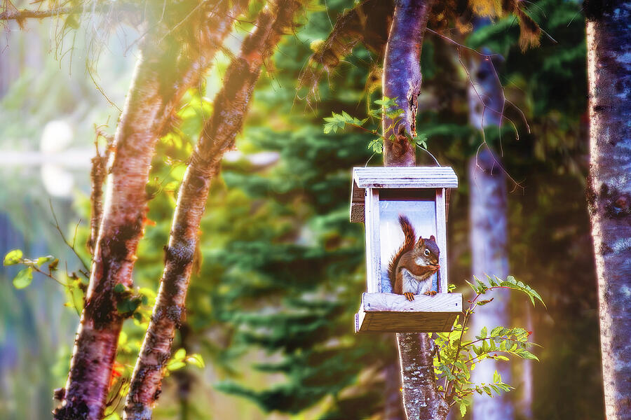 Squirrel at the bird feeder Photograph by Tatiana Travelways Squirrel at the bird feeder Photograph by Tatiana Travelways