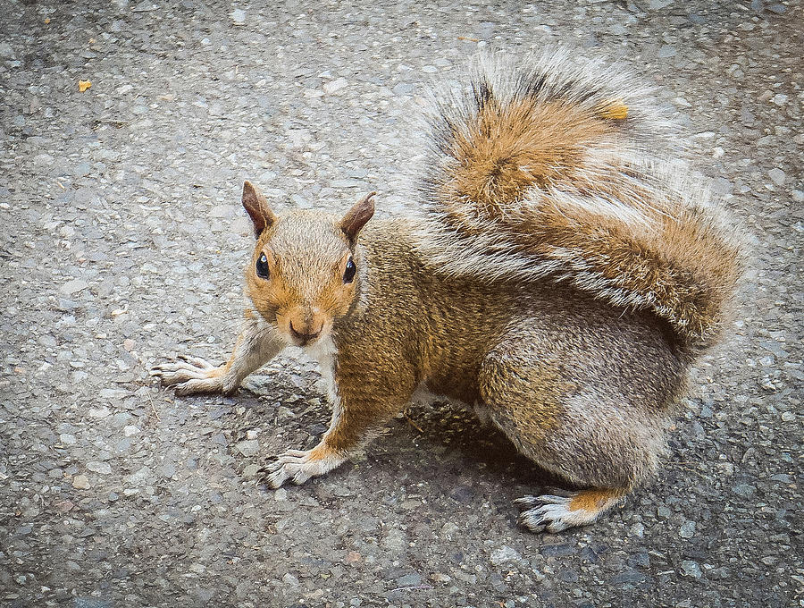 Squirrel at the Zoo Photograph by Anamar Pictures