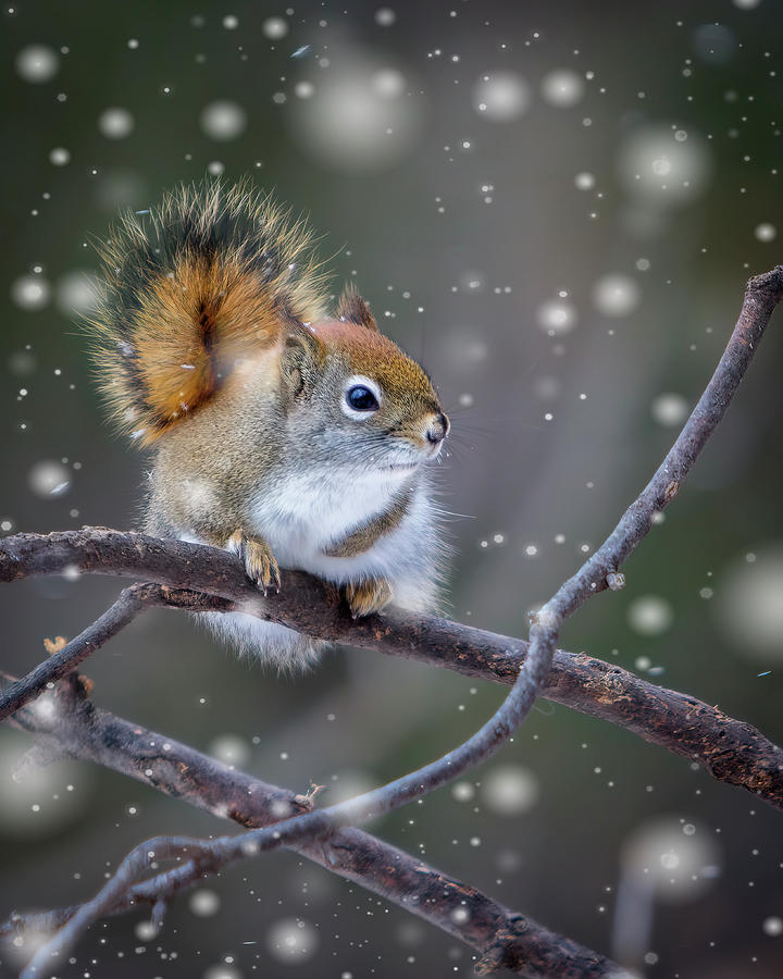 Winter Photograph - Squirrel Balancing Act by Patti Deters