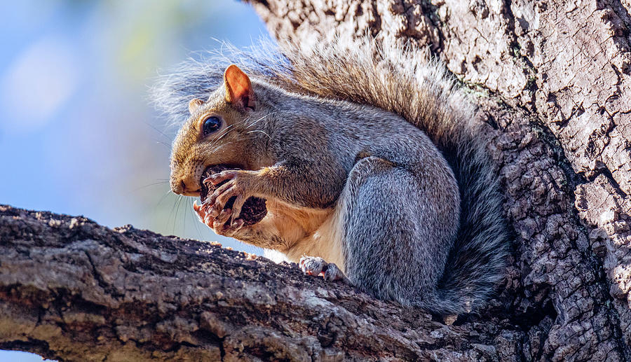 Squirrel Bites Photograph by Rachel Morrison