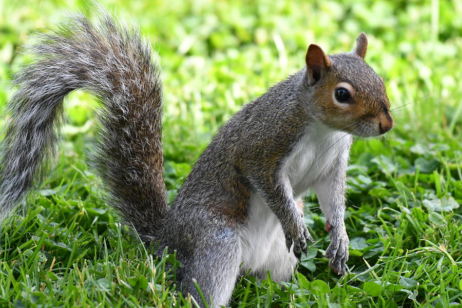 Squirrel Boss Photograph by Shelley Smith - Fine Art America