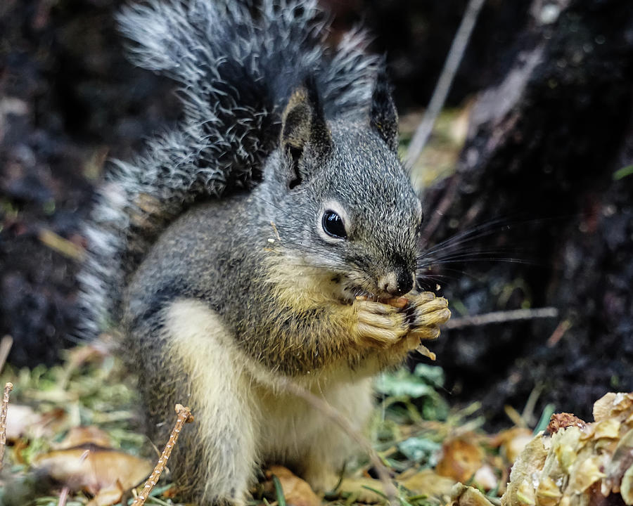 Douglas Squirrel Photograph by Brett Harvey