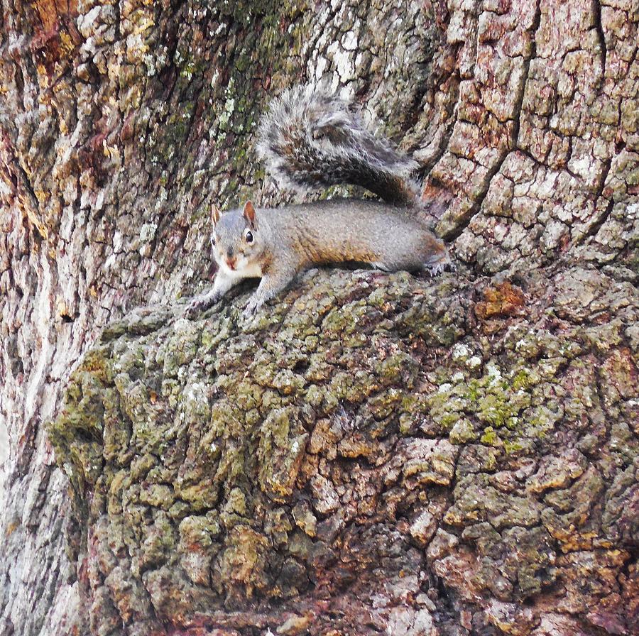 Squirrel Camouflage Photograph by Vicky Sweeney Fine Art America
