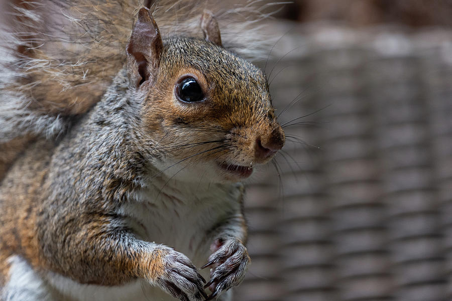 Squirrel close up with mouth open Photograph by Scott Lyons