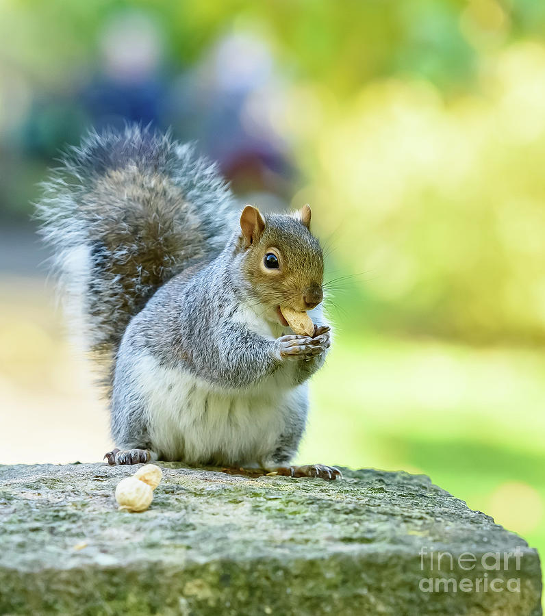 Squirrel Photograph by Colin Rayner