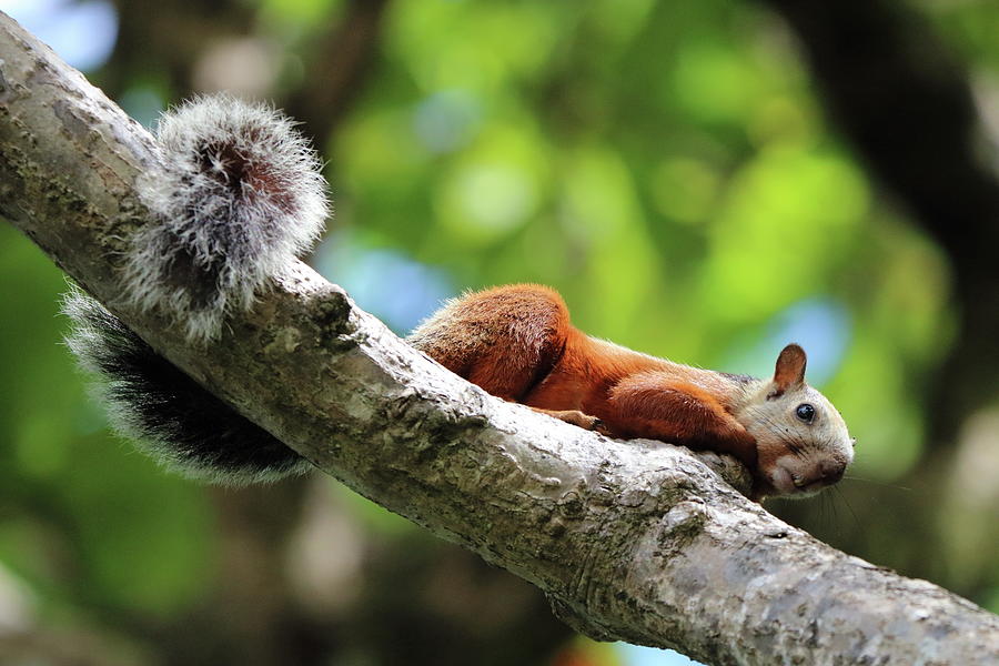 Squirrel Costa Rica Photograph by Russell Hinckley