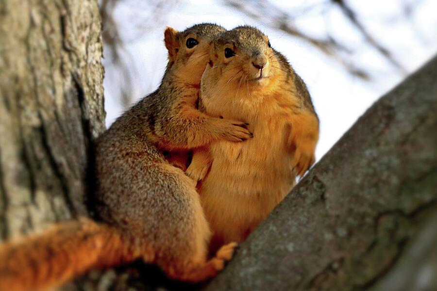 Squirrel Couple Photograph by Tim Kuret