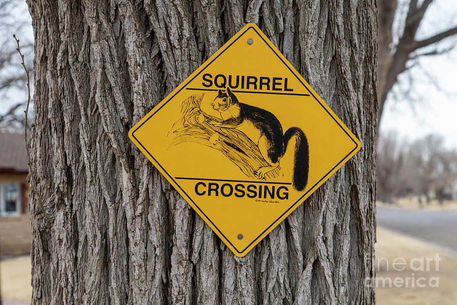 Squirrel Crossing Photograph by Jim West