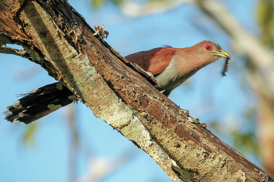 Squirrel Cuckoo El Escondite Villagarzon Putumayo Colombia Photograph ...