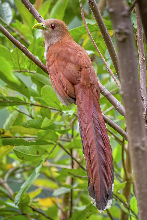 Squirrel Cuckoo La Esmeralda Ibague Tolima Colombia Photograph by Adam Rainoff