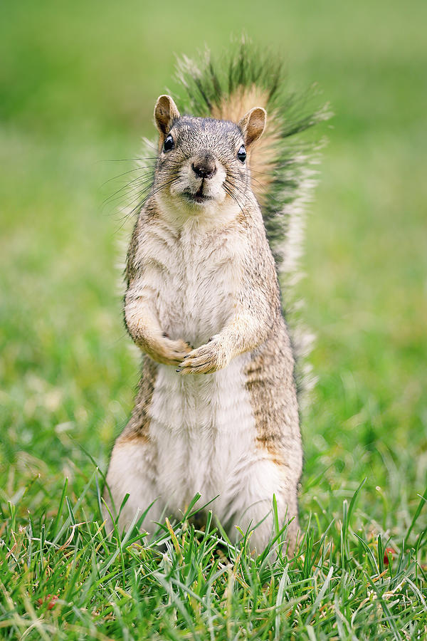 Squirrel Curiosity  Photograph by Gary Geddes