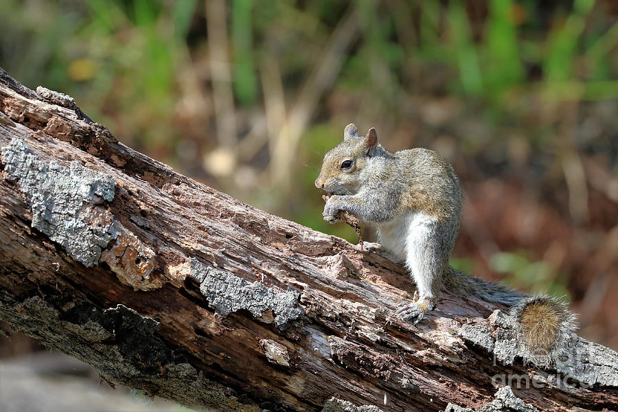 Squirrel Cuteness Photograph