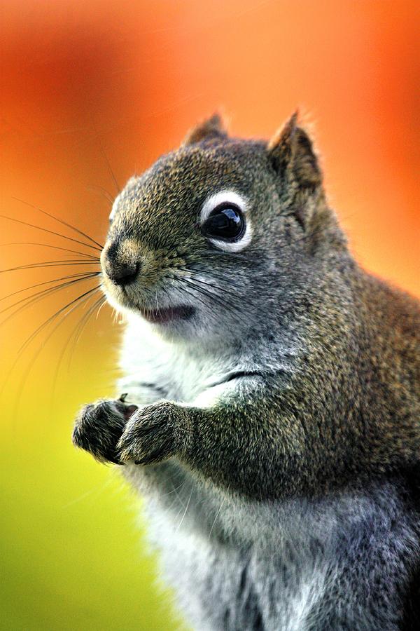 Squirrel  Photograph by David Matthews