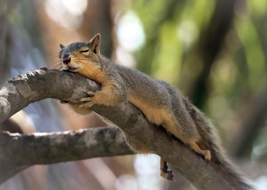 Squirrel Dreams Photograph by Jaki Miller