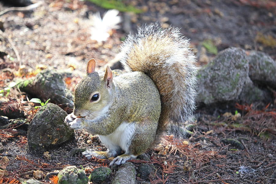 Squirrel Photograph - Squirrel eating a nut  by Dianna Tatkow