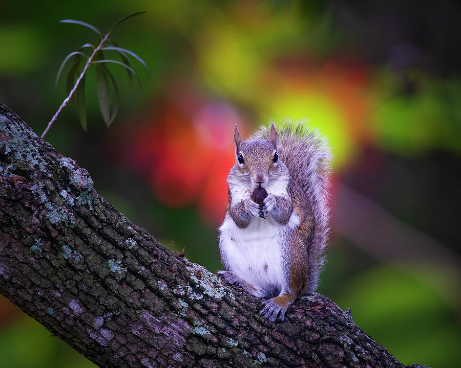 Squirrel Eating a Nut Photograph by Mark Andrew Thomas