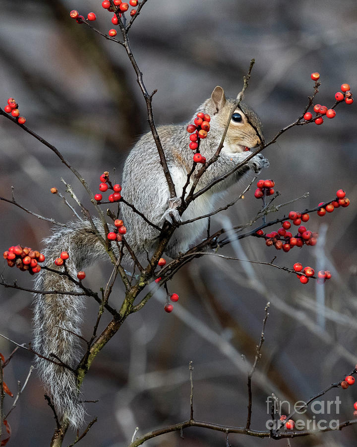 Nature Photograph - Squirrel Eating Berries by Eric Killian