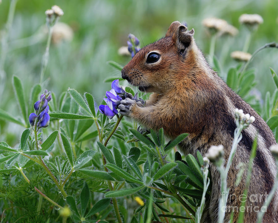 Squirrel Eating Lupine Flower at Mount Rainier National Park Photograph by Tom Schwabel