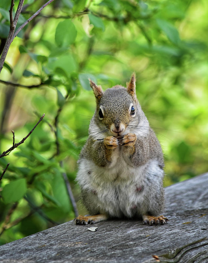 Squirrel Eating Sunflower Seed Photograph