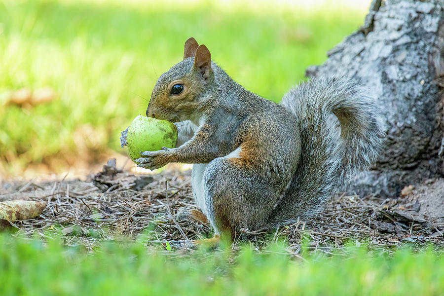 Squirrel Eats a Green Apple Photograph by Rachel Morrison