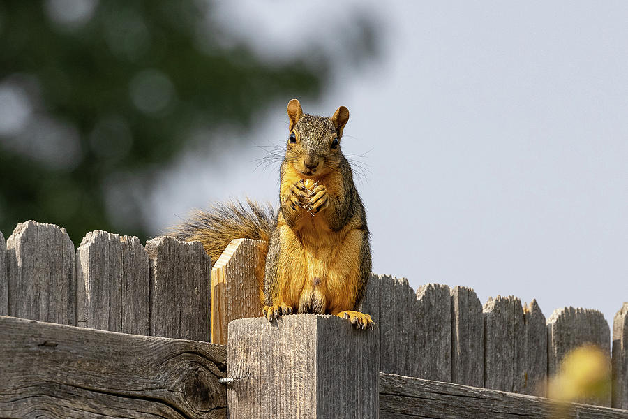Squirrel Enjoys a Peanut Photograph by Tony Hake