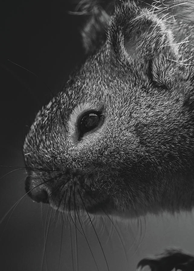 Squirrel Face Photograph by Bob Orsillo