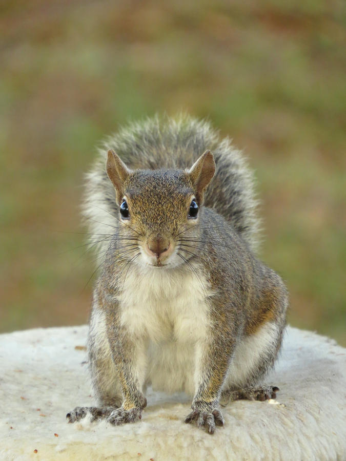 Squirrel face to face Photograph by Zina Stromberg Squirrel face to face Photograph by Zina Stromberg