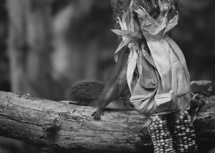 Squirrel Feet And Corn Photograph by Bob Orsillo
