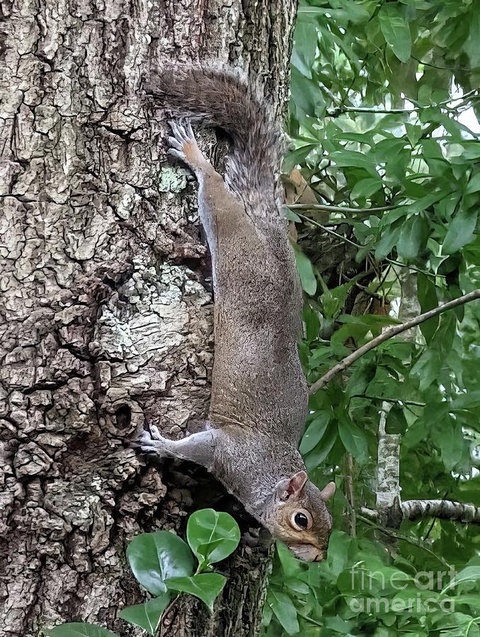 Squirrel Hang On Photograph by Pete Trenholm