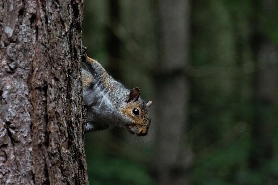 Squirrel hanging off side of a pine tree at sherwood forest Photograph by Scott Lyons